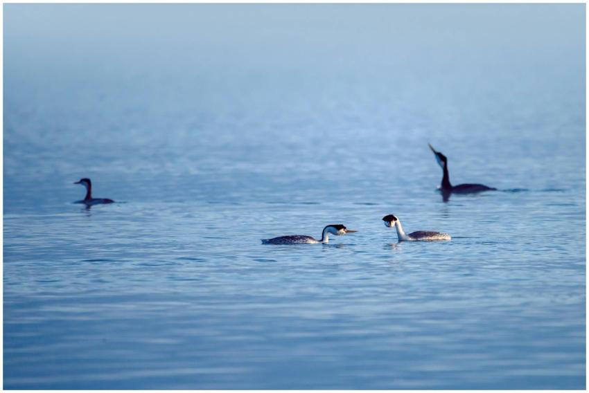 A peaceful scene of water birds swimming in a calm