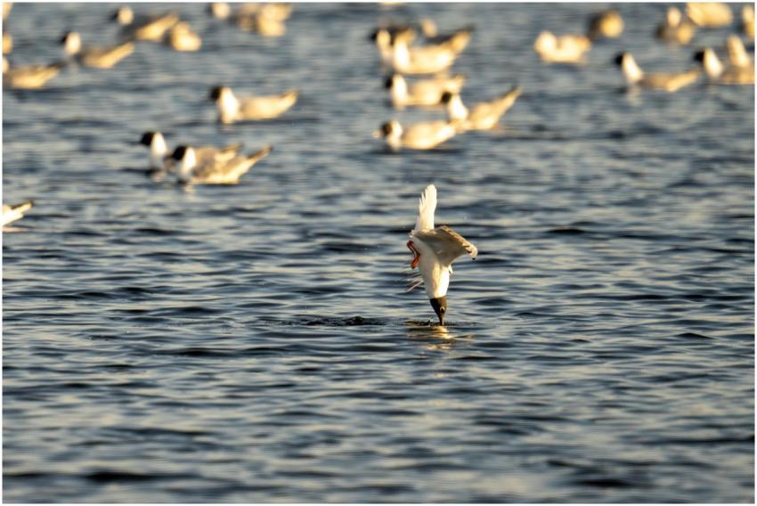 Capture of black-headed gulls diving gracefully on