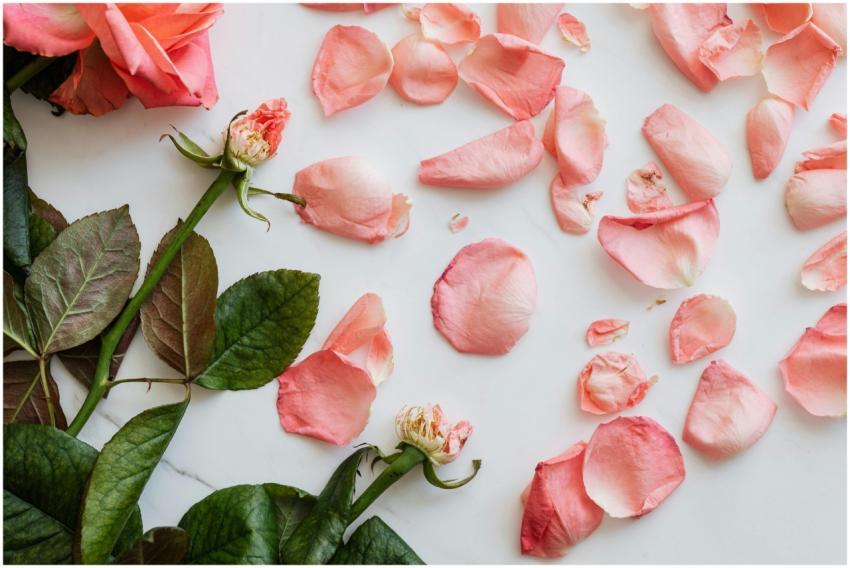 Top view of scattered fresh petals of roses and fe