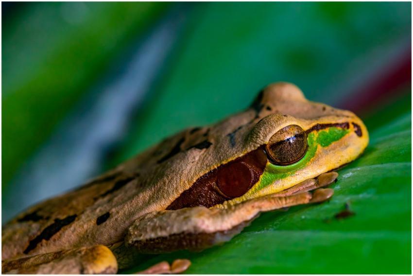 Detailed macro shot of a camouflaged tree frog res
