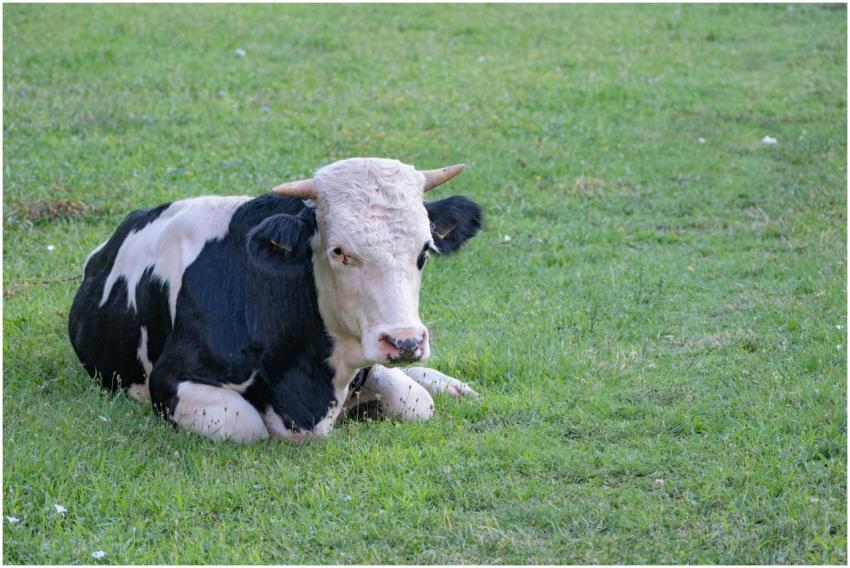 A tranquil Holstein cow lying in a lush green past