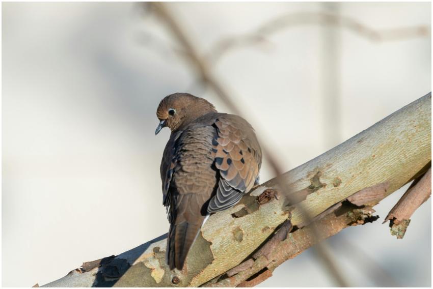 Mourning dove resting on a tree branch in Canonsbu