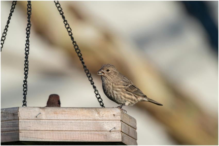 Free stock photo of cardinalis cardinalis, finch,