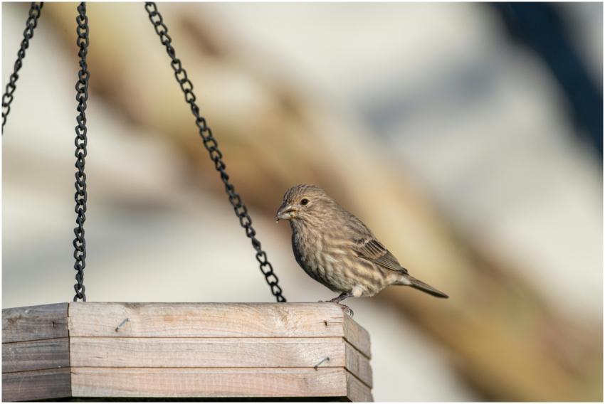 Free stock photo of cardinalis cardinalis, finch,