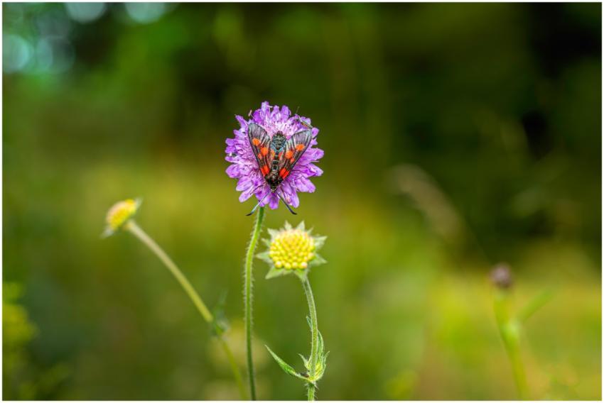 Close-up of a vibrant red and black butterfly on a