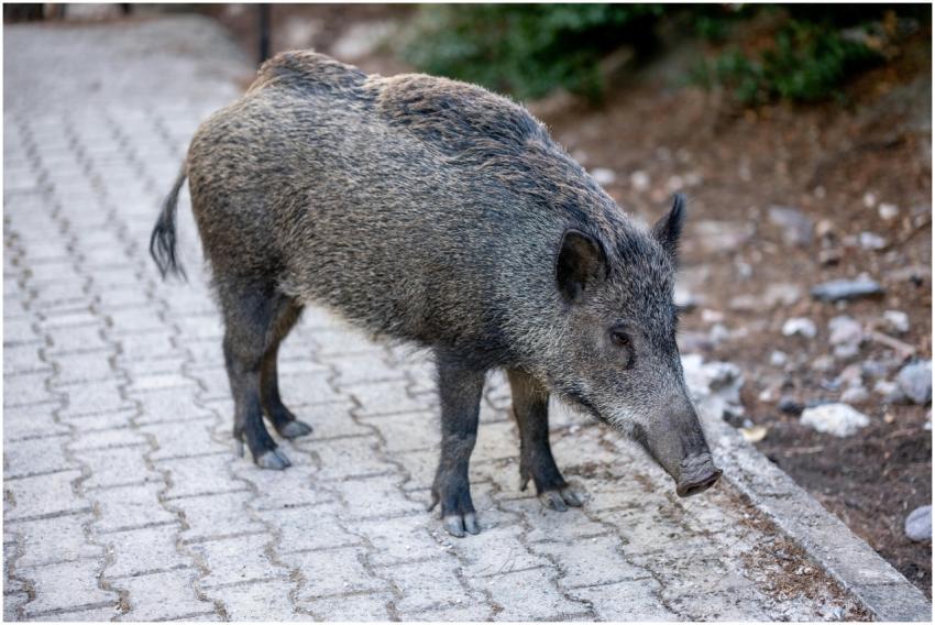 Close-up of a wild boar on a paved area in Izmir,