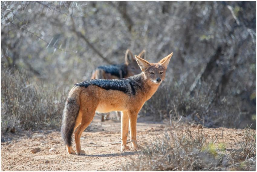 Black-backed jackal standing alert in natural habi