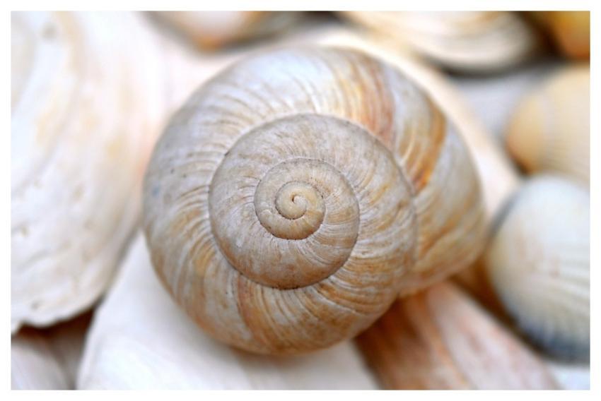 Sleeve Mollusk Snail Shellfish