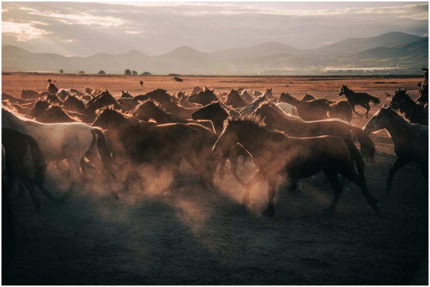 A dramatic scene of a herd of horses galloping thr