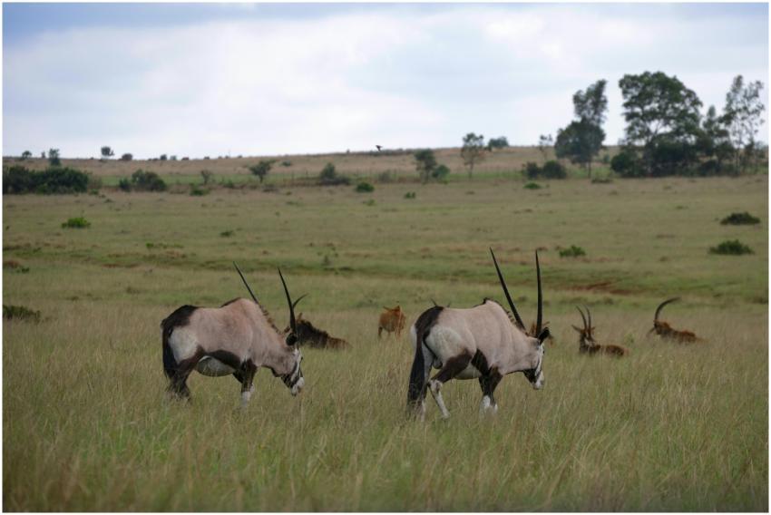 A serene view of antelopes grazing in the expansiv