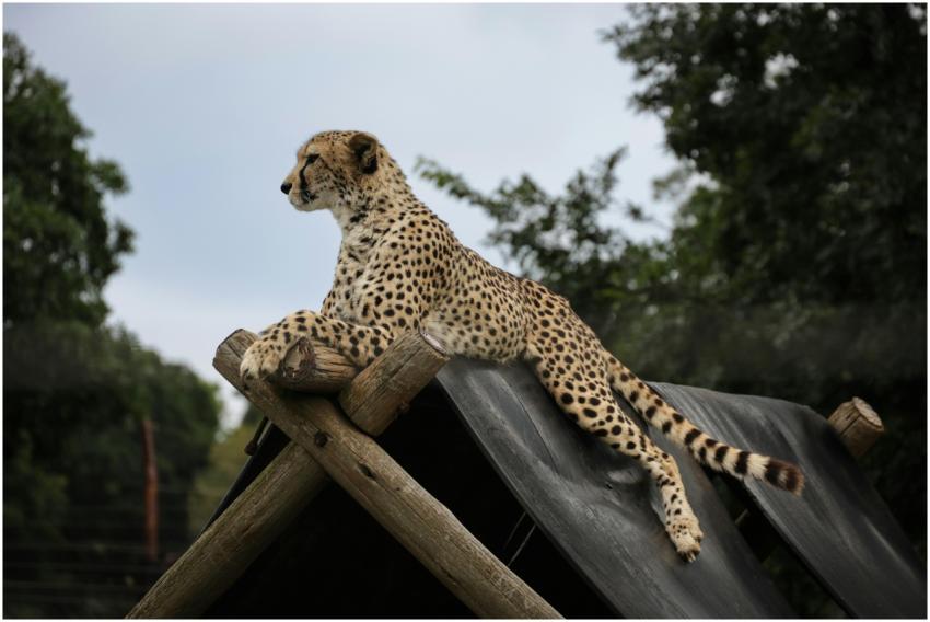 Free stock photo of animals, cheetah, dots
