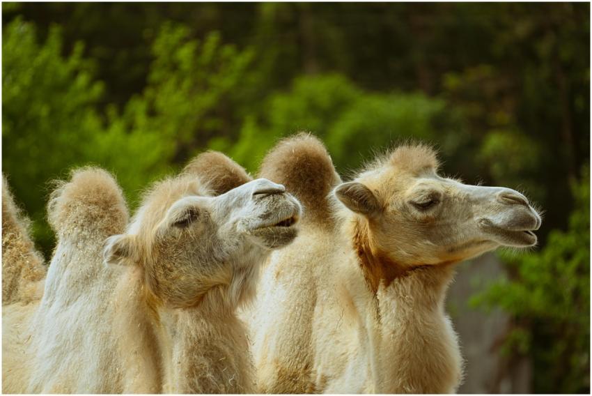 Close-up of three camels enjoying a sunny day in a