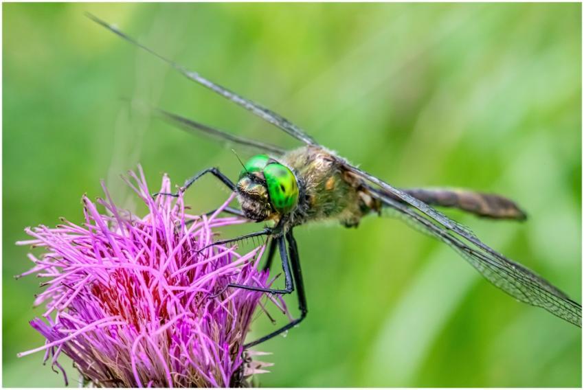 Vibrant dragonfly perched on a purple thistle, sho