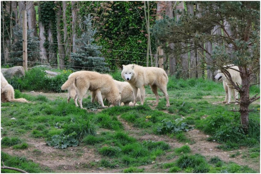 A serene scene featuring a group of Arctic wolves