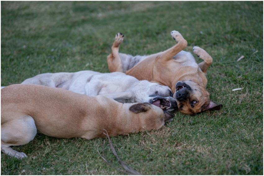 Three dogs playing and rolling on the grass, enjoy