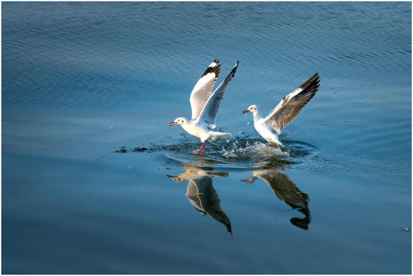 Two seagulls glide across a tranquil lake, their w