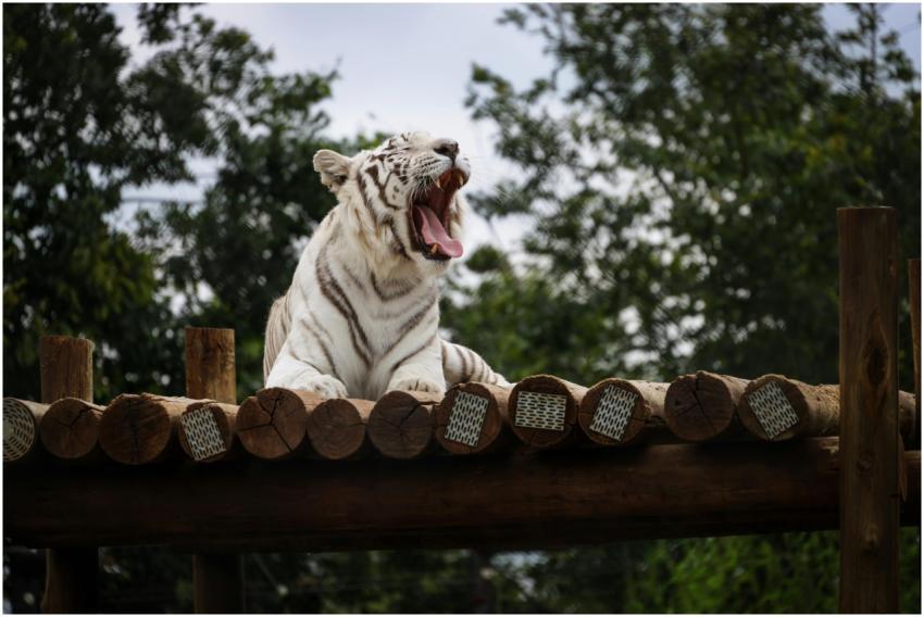 Free stock photo of animals, nature, stripes