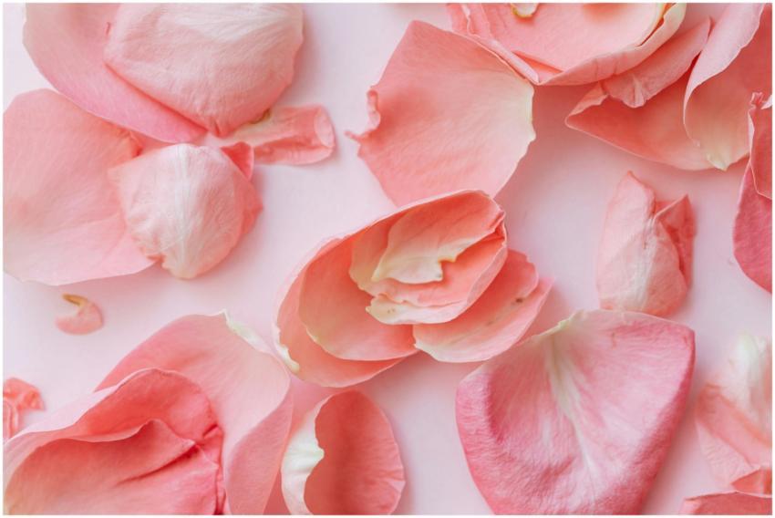 Closeup of fragile and delicate petals of pink ros