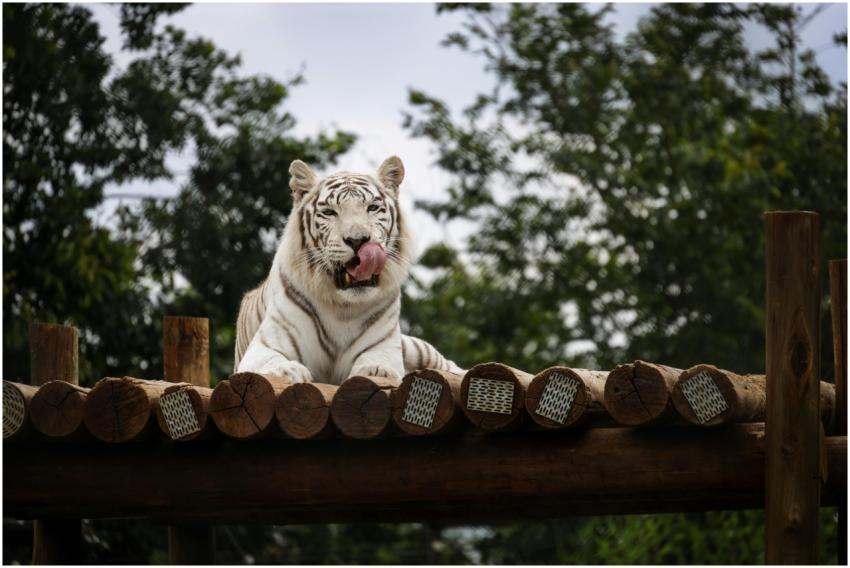 Free stock photo of animals, nature, stripes