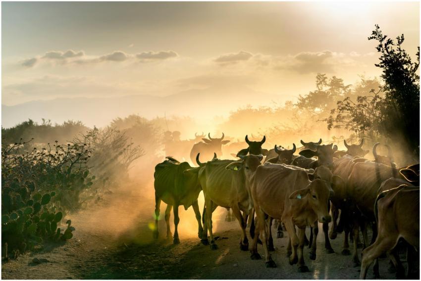 A herd of cattle walks along a dusty rural road at