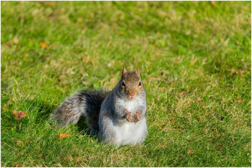 A grey squirrel sits on a grassy lawn in Canonsbur