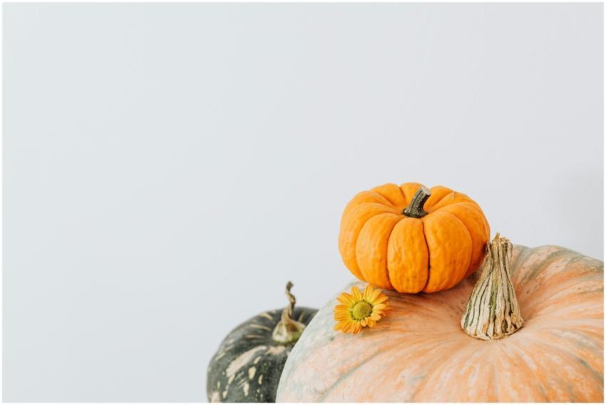 A minimalist composition of assorted pumpkins and