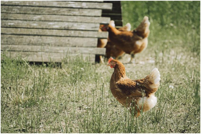 Chickens enjoying sunny outdoor farm life, highlig