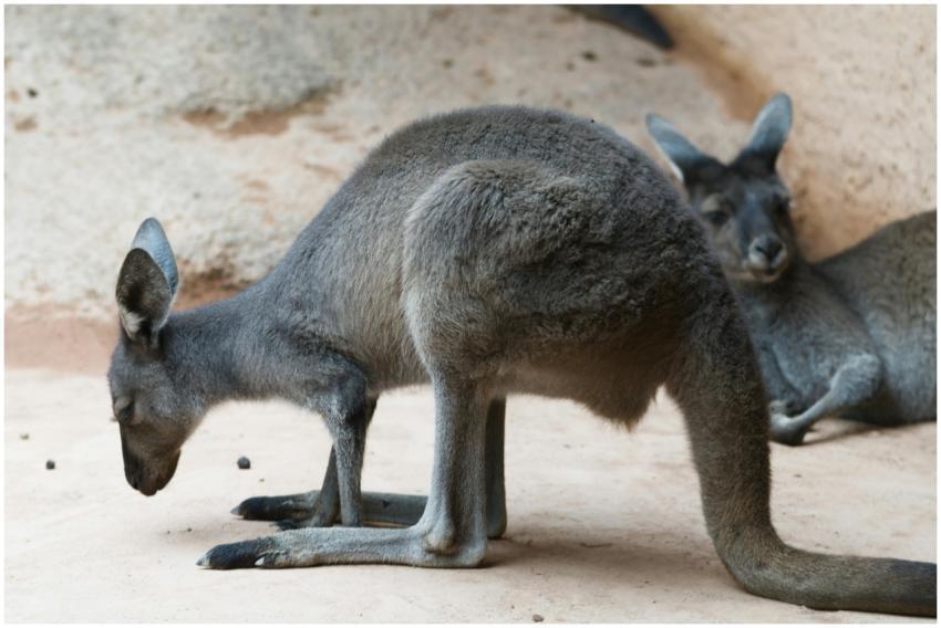 A pair of kangaroos peacefully resting in a zoo se