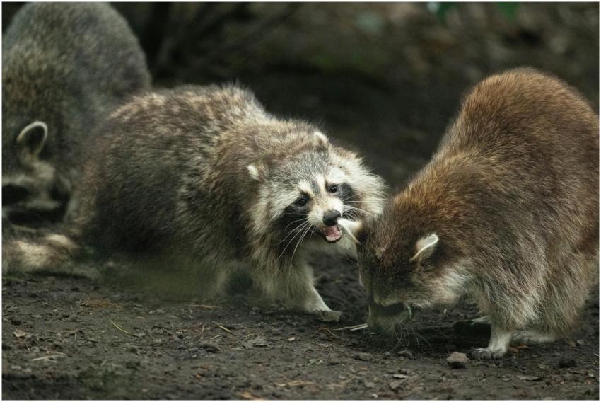 Three playful raccoons interact on a forest floor