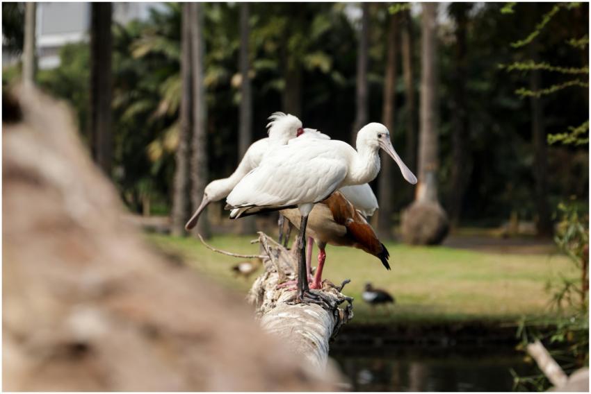 White spoonbills and ducks resting on a log in a l