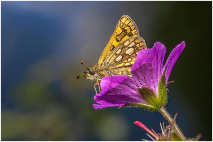 A vibrant Essex Skipper butterfly perched on a viv