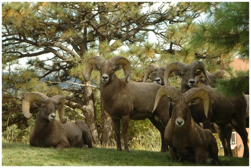 A group of bighorn sheep resting and standing amid