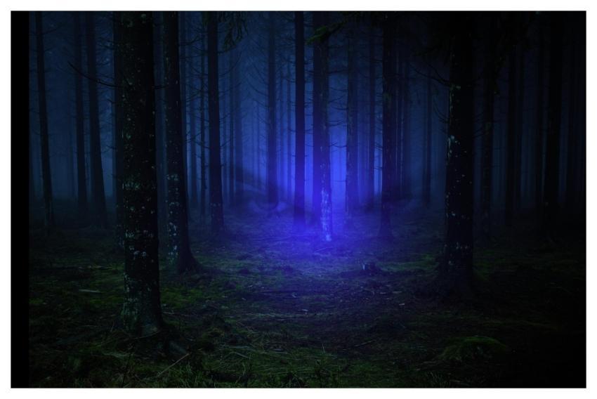 Forest Wallpaper 4K Free Background Beautiful Natu