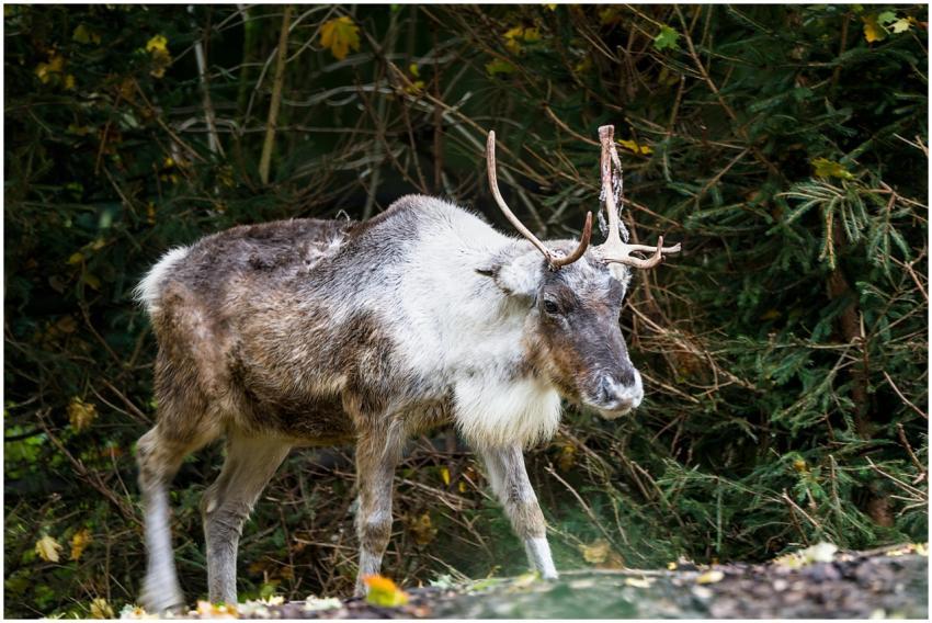 A reindeer stands amidst dense woodland, showcasin