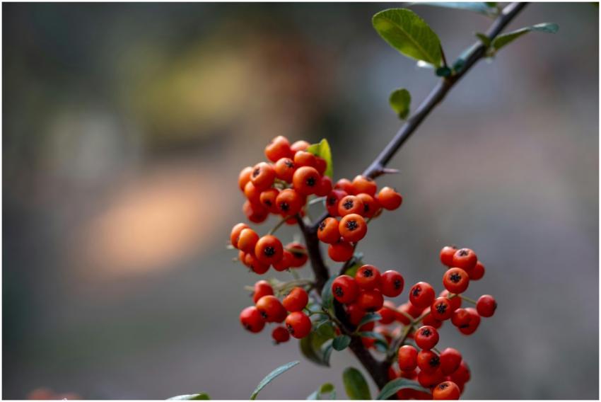 A close-up view of bright red rowan berries on a b