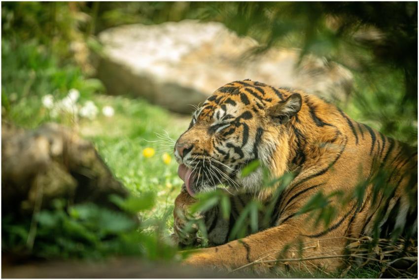 A captivating shot of a tiger resting amidst lush