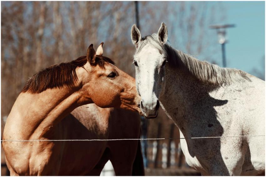 Two horses nuzzling in a sunny outdoor setting in