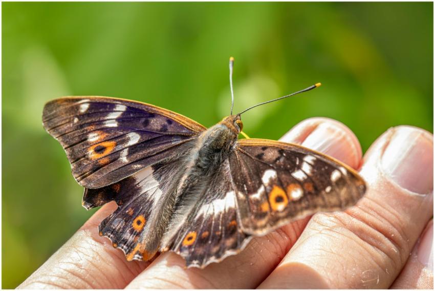 Detailed macro photograph of a European Purple Emp