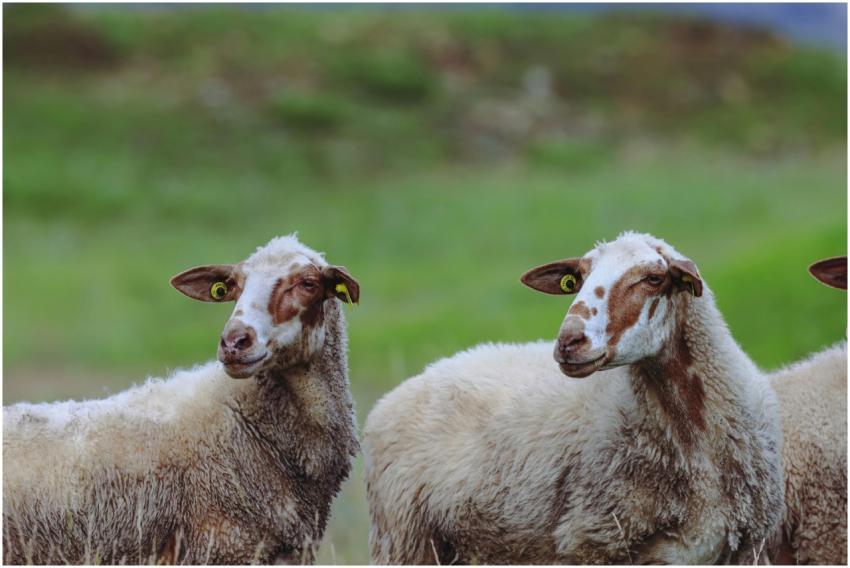 A group of sheep peacefully grazing in a vibrant g