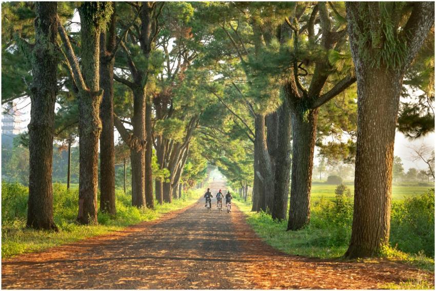 A tranquil rural road flanked by tall trees with c