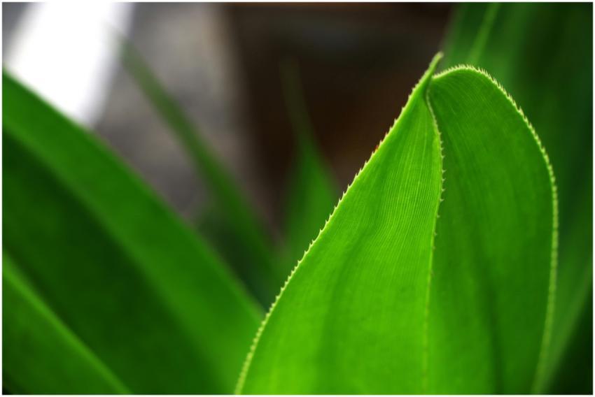 Close Up Vibrant Green