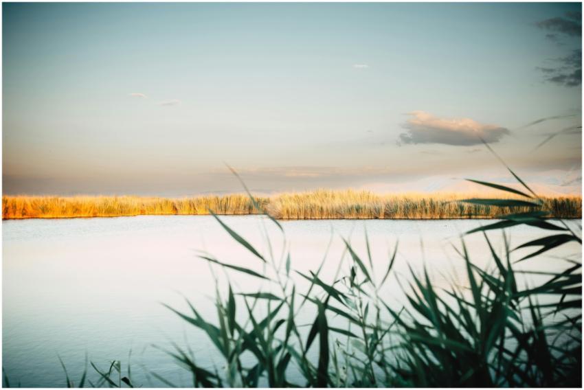 Tranquil lake view with golden reeds and soft suns
