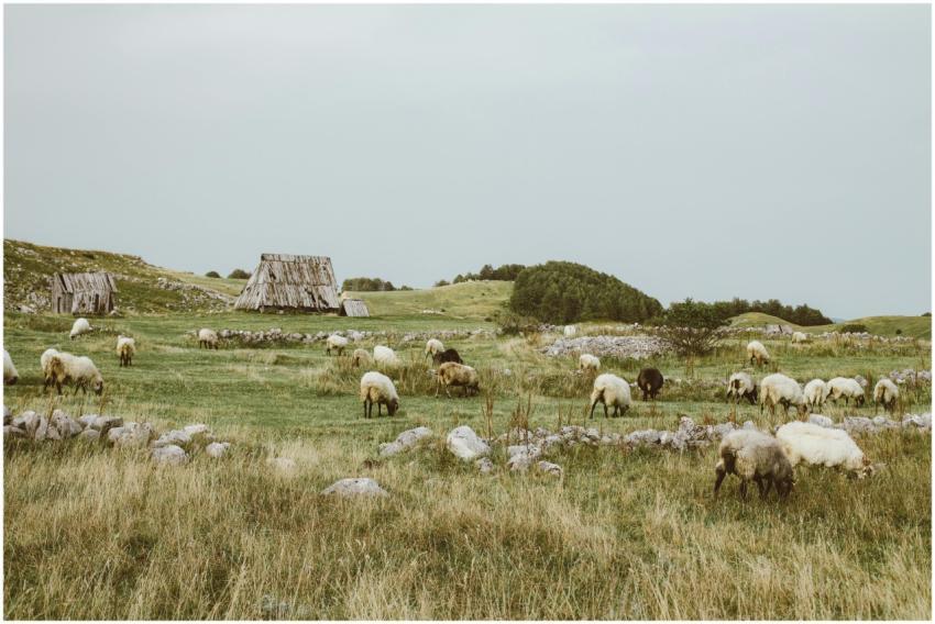 Pastoral scene with sheep grazing in a peaceful co