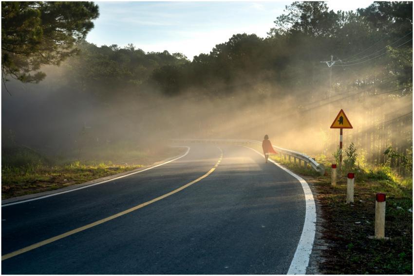 A misty road through the woods at sunrise with a l