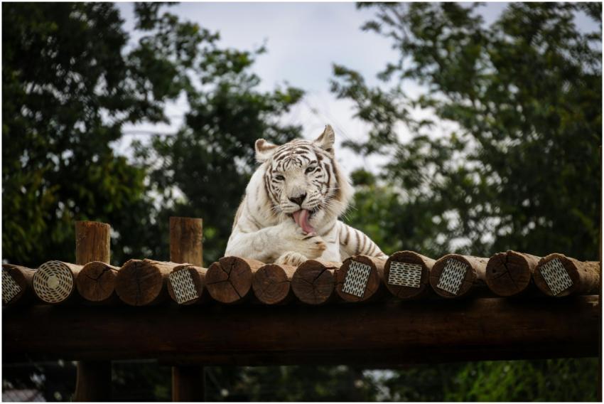 Free stock photo of animals, nature, stripes