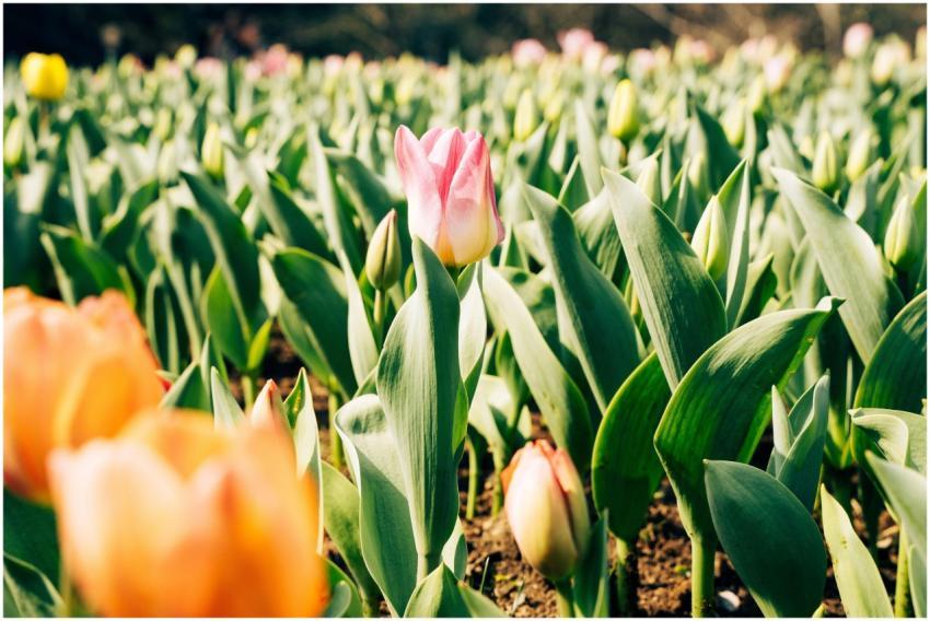 A vibrant field of colorful tulips in bloom under