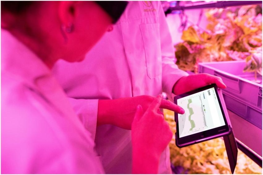Scientists monitor crop growth in an indoor farm u