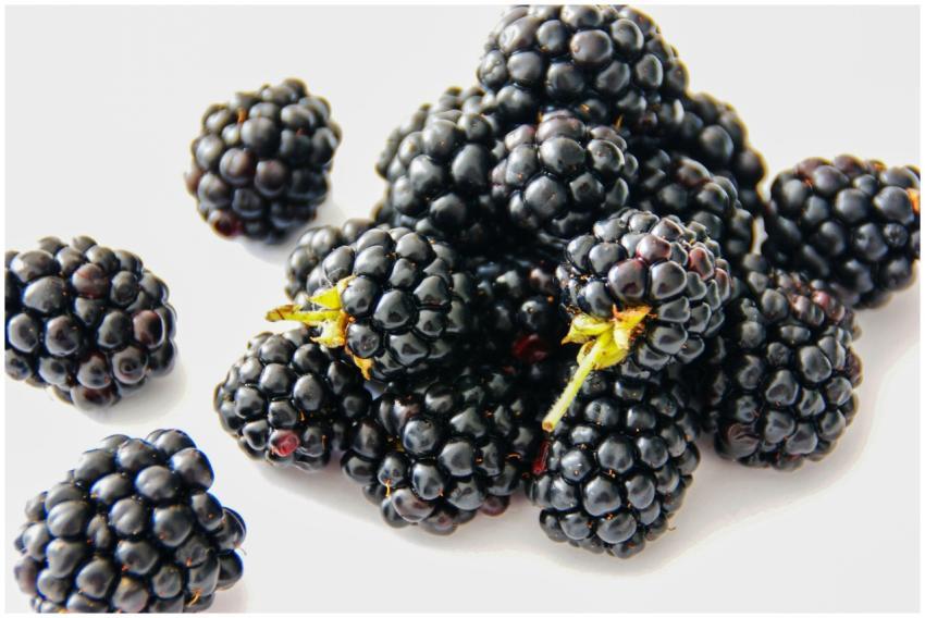 A vibrant close-up of fresh blackberries on a whit