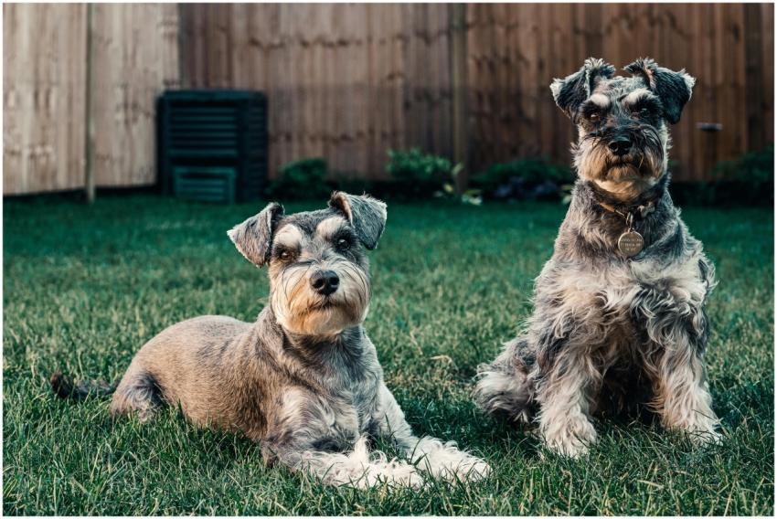 Two Schnauzers enjoying a sunny day in a London ga