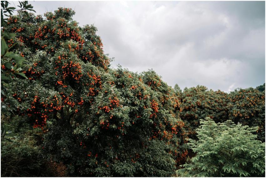 A vibrant rowanberry orchard filled with lush, fru